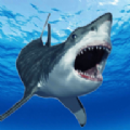 鲨鱼的恐怖袭击